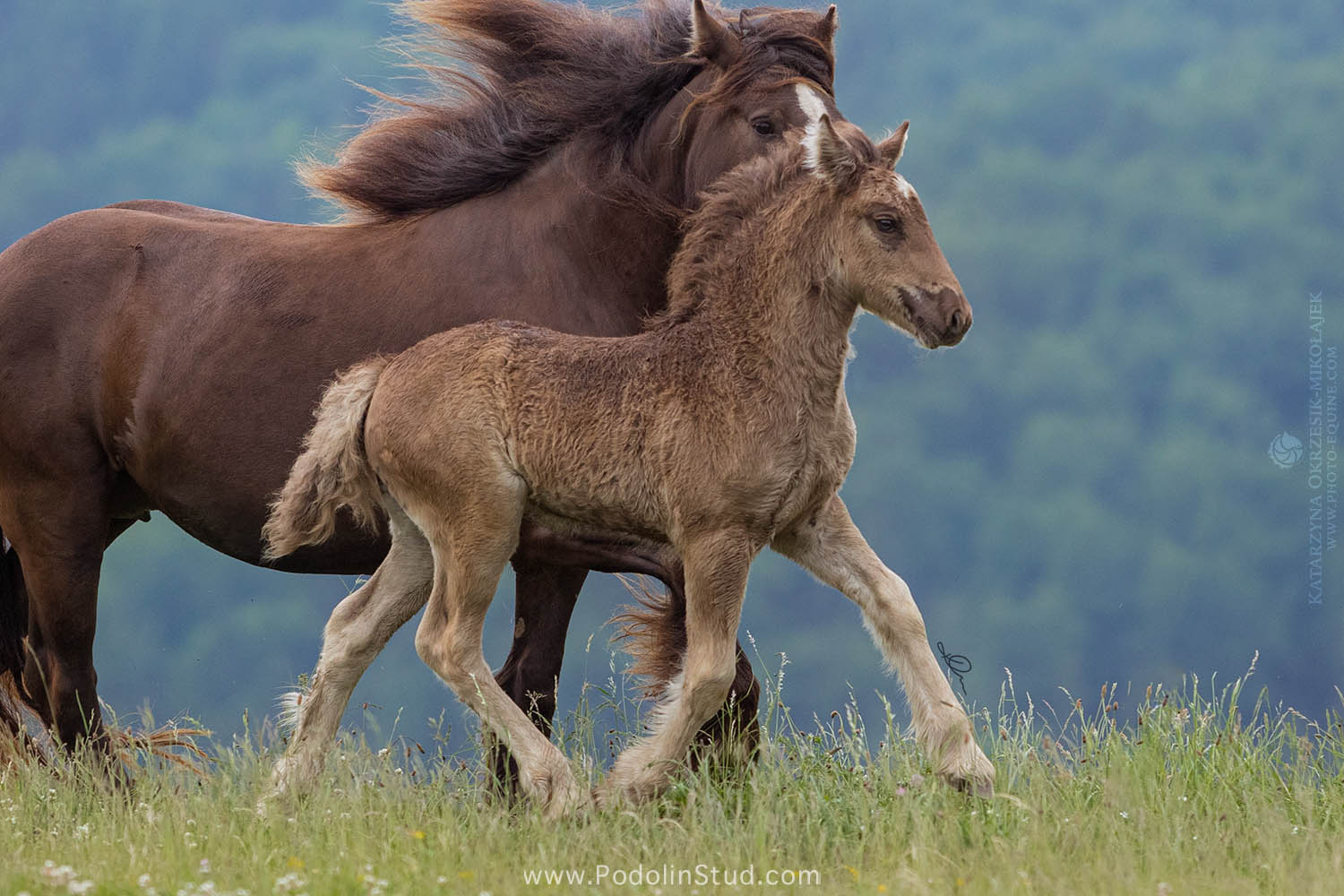 Silver Colt Gypsy Foal